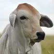 Cow or Cattle Sounds