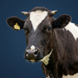 Icoon van programma: Cow or Cattle Sounds