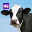 Ikona programu: Cow or Cattle Sounds