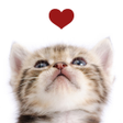 Icon of program: Cats Playing Card Games