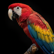 Ikona programu: Appp.io - Parrot sounds