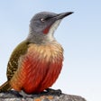 Ikona programu: Sasol eBirds Southern Afr…