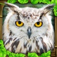 Ikon program: Owl Simulator