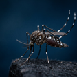 程序图标：Mosquito sounds