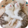 程序图标：AppLock Theme Cute Cat