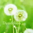 Dandelion HOME