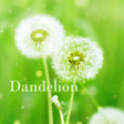 Programın simgesi: Dandelion HOME