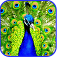 أيقونة البرنامج: Peacock Live Wallpaper