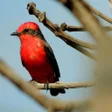 프로그램 아이콘: Canary Bird Calls  Ringto…