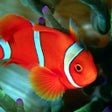 プログラムのアイコン：animal wallpaper