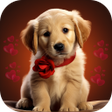 プログラムのアイコン：Dog Wallpaper
