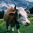 Icon of program: Cow Wallpapers
