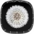 Icon of program: Black and White Wallpaper…