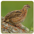 Иконка программы: Quail claim