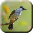 Icon of program: Suara Burung Kutilang Rib…