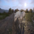 Icon of program: White Manes for White Hor…