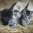 Biểu tượng của chương trình: Cat Pet