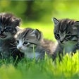 Ikon program: Baby Animals