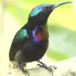 Suara Burung Kolibri