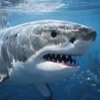 程序图标：Shark Fighting Simulator …