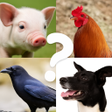 ไอคอนของโปรแกรม: Animal Name Filter Challe…