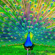 程序图标：Peacocks Live Wallpapers