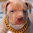 程序图标：Pitbull Wallpaper HD