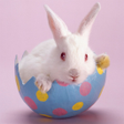Icon of program: Rabbits Jigsaw Puzzles