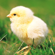 程序图标：Chicks Sounds - Chirping …