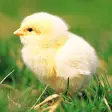 Chicks Sounds - Chirping Noise