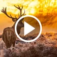 Ikona programu: Nature Video Wallpapers