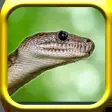 Snake Rampage - A Snake Game