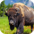 プログラムのアイコン：Buffalo Sounds