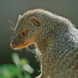 Symbol des Programms: Mongoose Sounds