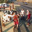 Ikona programu: Zenix Animal Truck Game