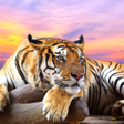 程序图标：Tiger Live Wallpaper