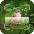 Иконка программы: Bird ID - Picture Identif…