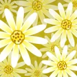程序图标：Daisy Flower Live Wallpap…