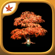 Icon of program: Fire Maple Games Collection