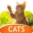 プログラムのアイコン：Wallpapers with cats