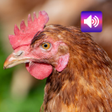 أيقونة البرنامج: Chicken Sounds