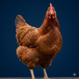 Icoon van programma: Chicken Sounds