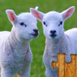 أيقونة البرنامج: Animal Jigsaw Puzzle Game…