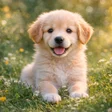 Icon of program: Puppy Wallpapers