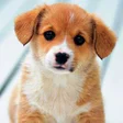أيقونة البرنامج: Puppy Wallpapers