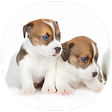 Icon of program: How to Take Care of a Pup…