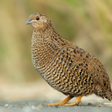 程序图标：Quail Call Sounds
