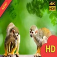 أيقونة البرنامج: Amazon Rainforest Backgro…