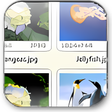 Icône du programme : FastStone Image Viewer Po…