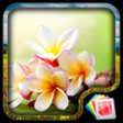Icon of program: Flowers Live Wallpaper